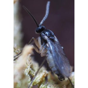 Agralan Fungus Gnat Control