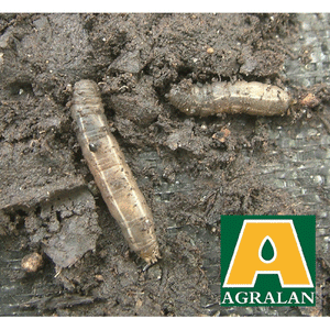 Agralan Leatherjacket Control Nematodes