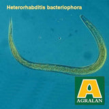 Agralan Chafer Grub Control Nematodes