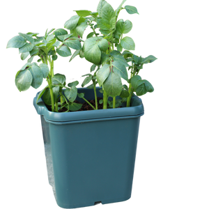 Potato Gro-Pot (1)