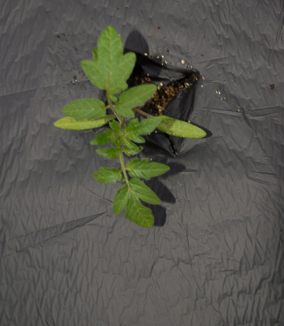 Biodegradable Mulch