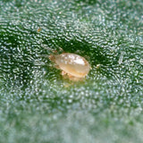 Agralan Thrips Control