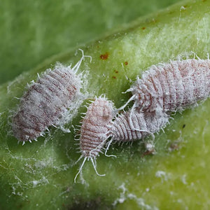 Agralan Mealybug Control