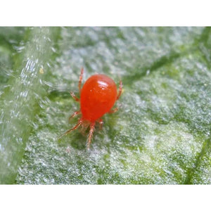 Agralan Red Spider Mite Control 'Summer'