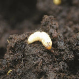 Agralan Chafer Grub & Vine Weevil Control Nematodes