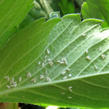 Agralan 'Glasshouse Whitefly Control'