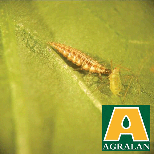 Agralan Aphid Control with Chrysopa