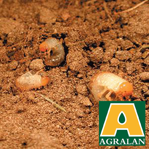 Agralan Chafer Grub Control Nematodes