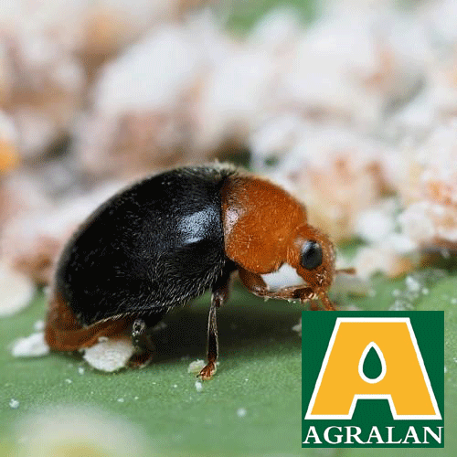 Agralan Mealybug Control