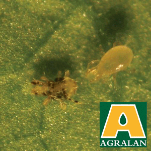 Agralan Red Spider Mite Control 'Spring'
