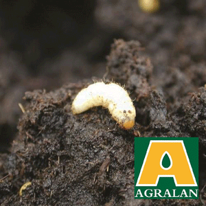 Agralan Vine Weevil Larvae Protection Nematodes ' Min Soil Temp 12°C'