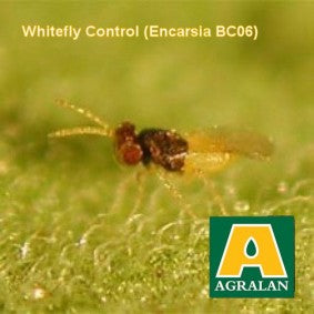 Agralan 'Glasshouse Whitefly Control'