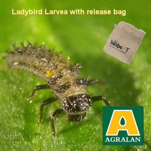 Agralan Aphid Control with Ladybird Larvae