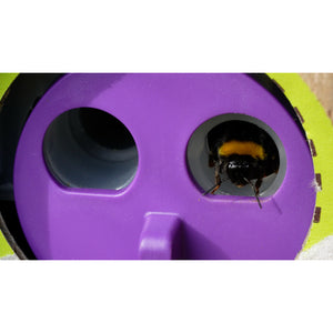 Bumblebee New Season Hive (Replacement)