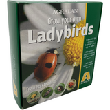 Grow Your Own Ladybirds