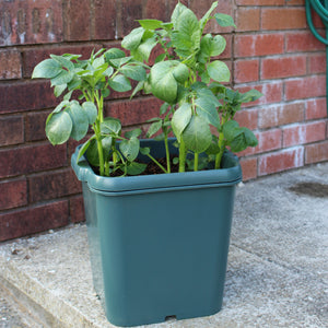 Potato Gro-Pot (1)