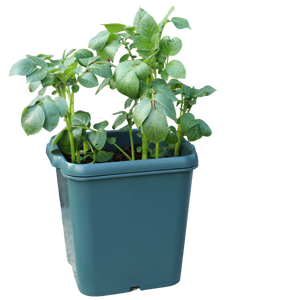 Potato Gro-Pot (3)