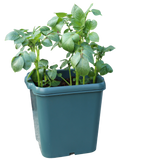 Potato Gro-Pot (3)