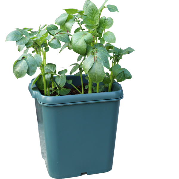 Potato Gro-Pot (1)