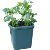 Potato Gro-Pot (1)