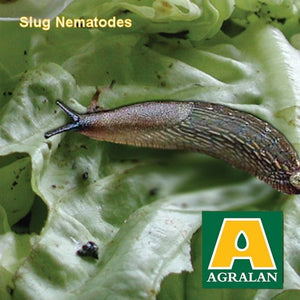 Agralan Slug Control Nematodes