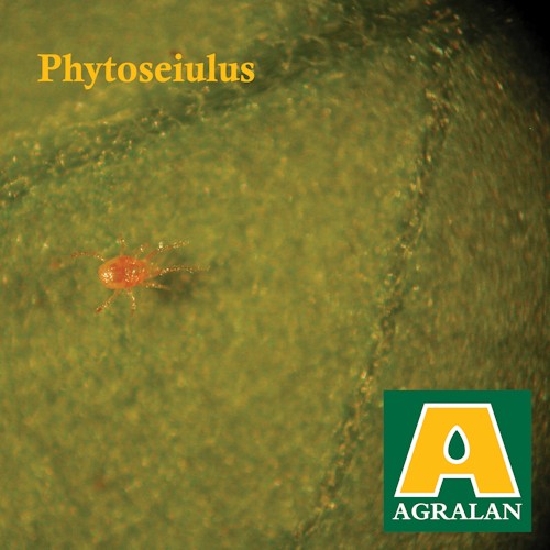 Agralan Red Spider Mite Control 'Summer'