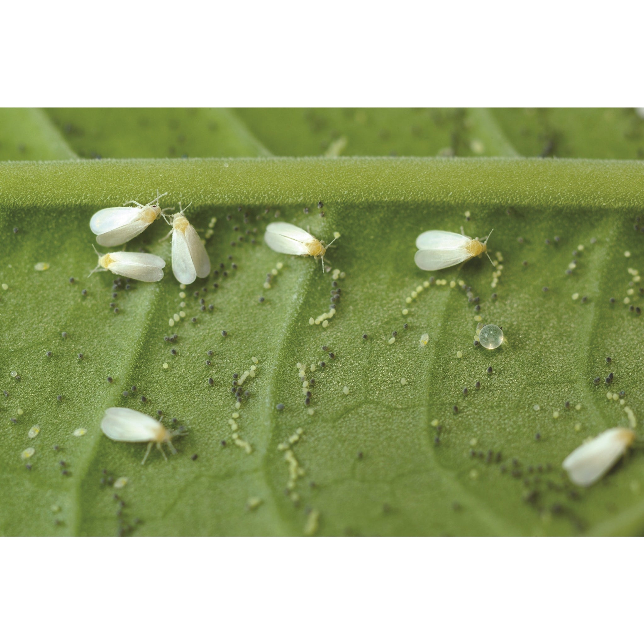 Whitefly control deals