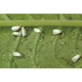 Agralan 'Glasshouse Whitefly Control'